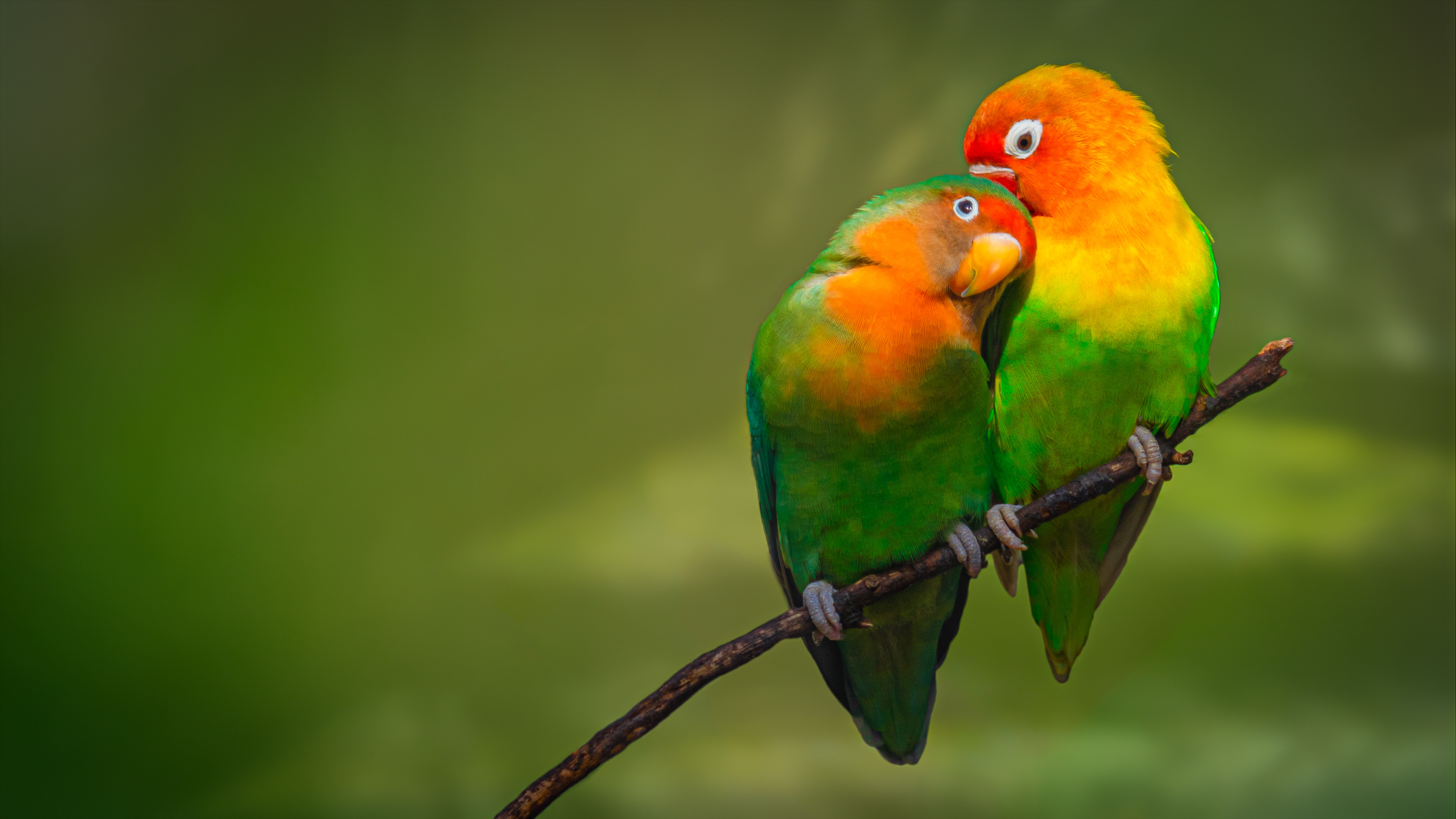 Harald the lovebird