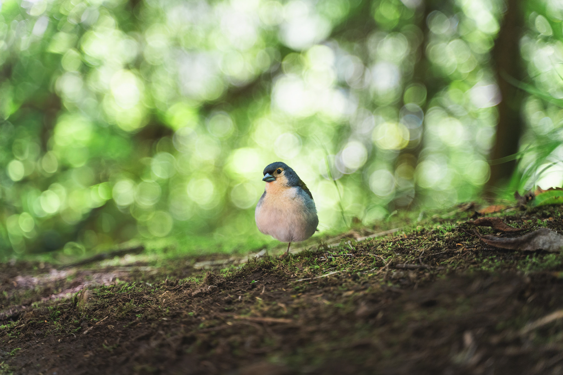 Madeiran chaffinch