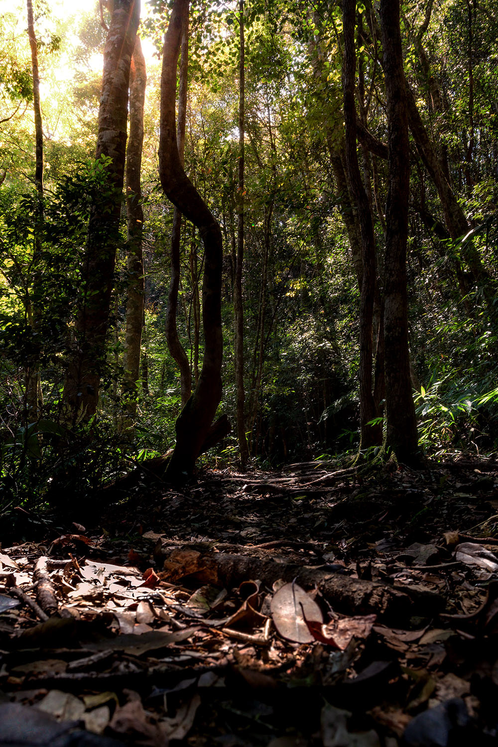 Welcome to the Jungle!