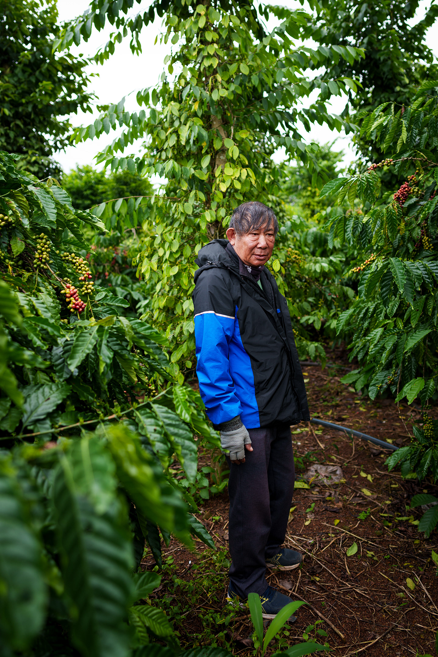 Guide Phan Phu Chung steht inmitten einer Kaffeeplantage.