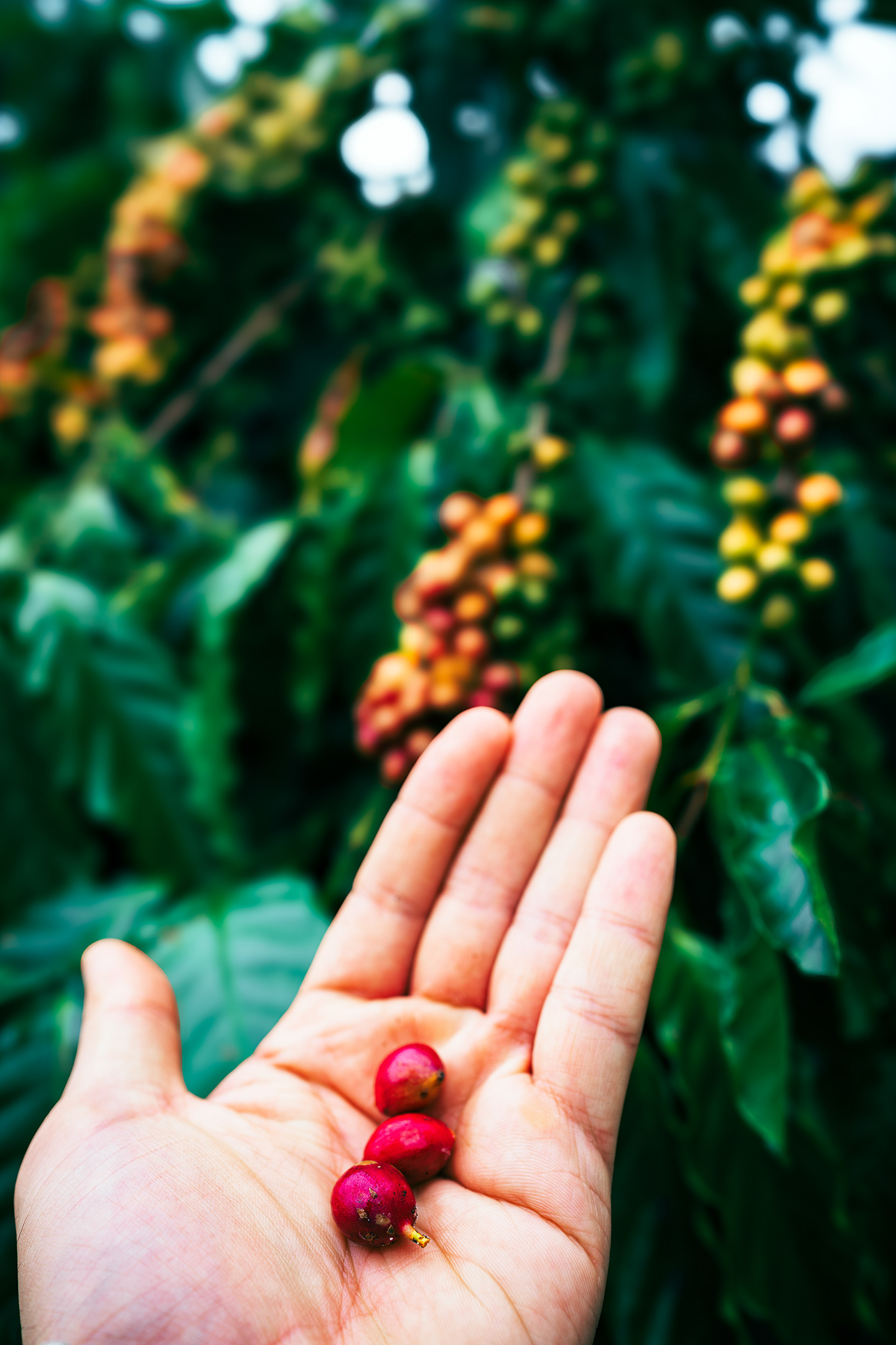 Sind die Kaffeebeeren rot, werden sie geerntet (im Bild: Robusta).