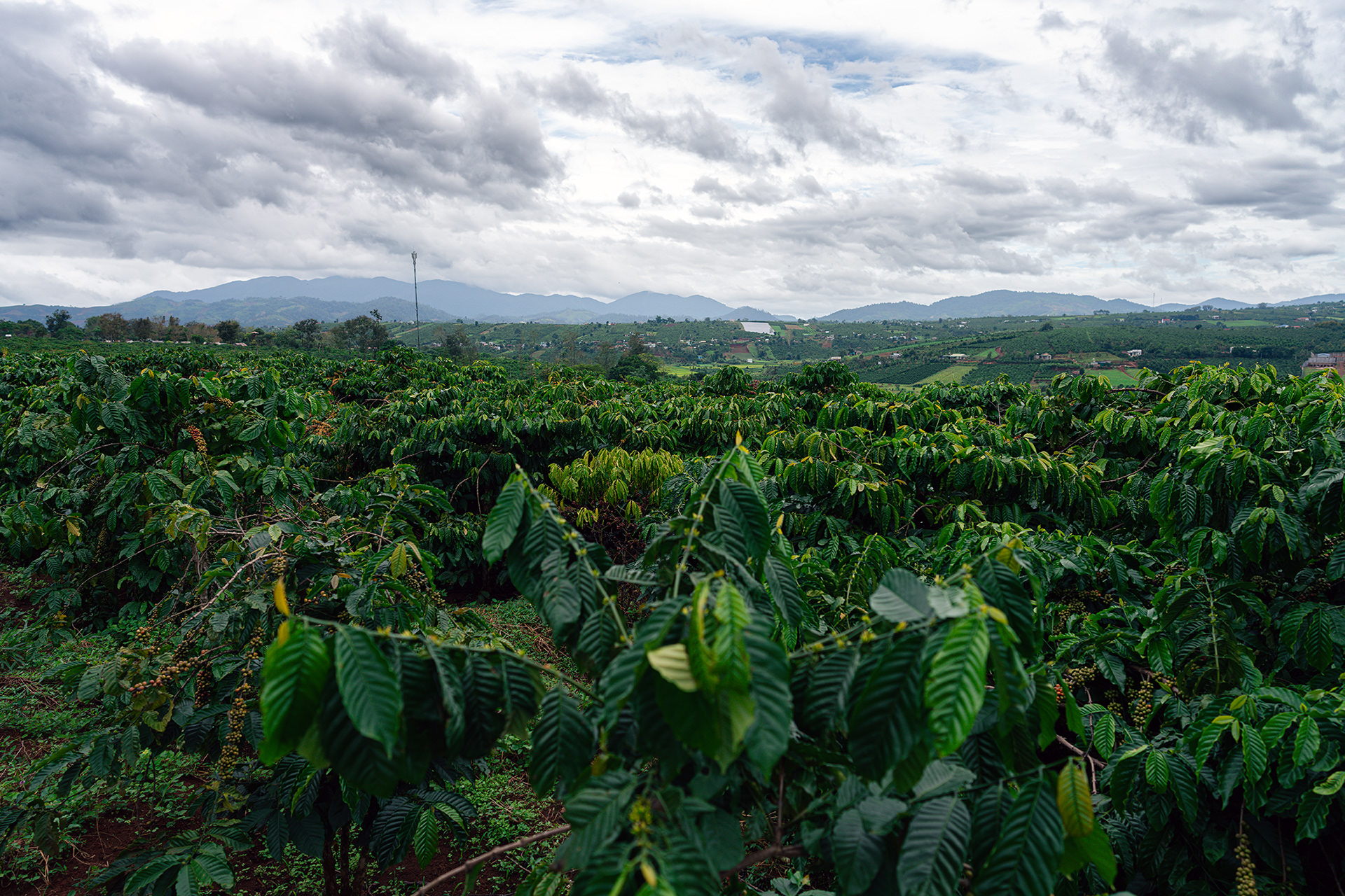 Vietnam ist der zweitgrößte Kaffee-Exporteur der Welt, nach Brasilien. Vor allem Robustabohnen wachsen in Vietnam prächtig.