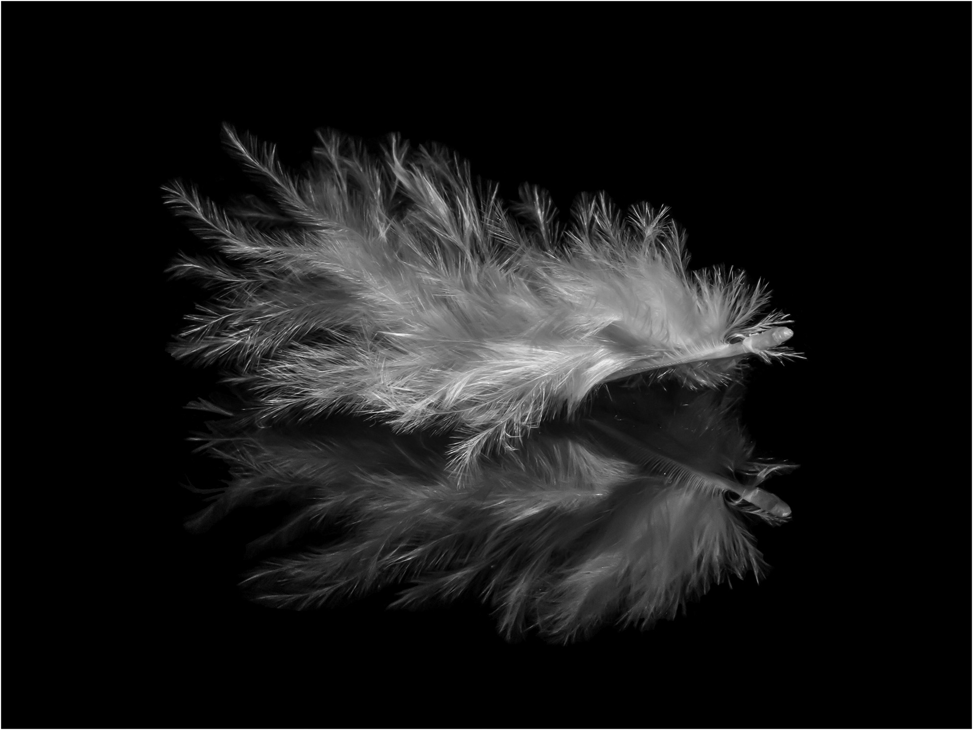 Feather