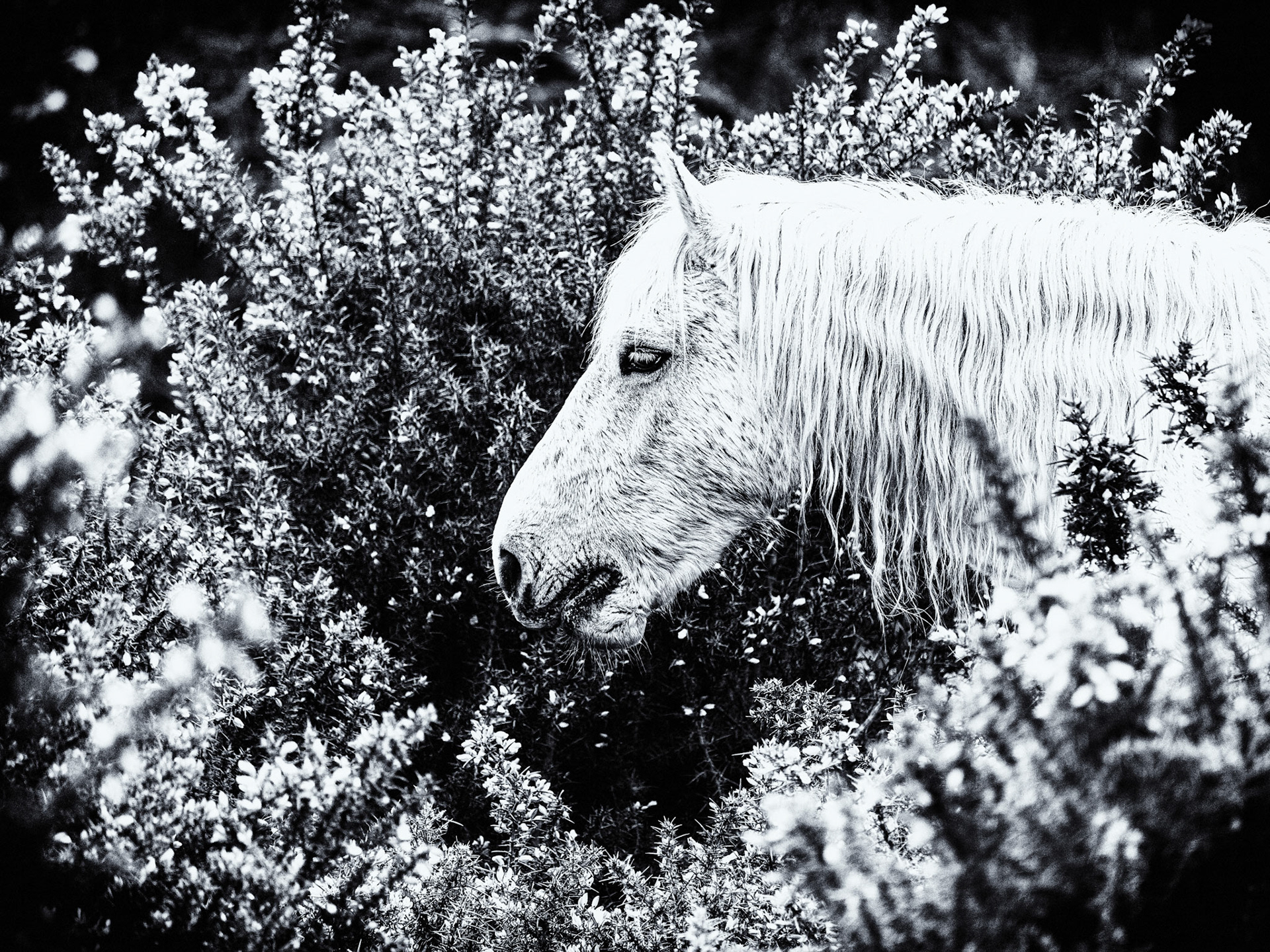New Forest Pony