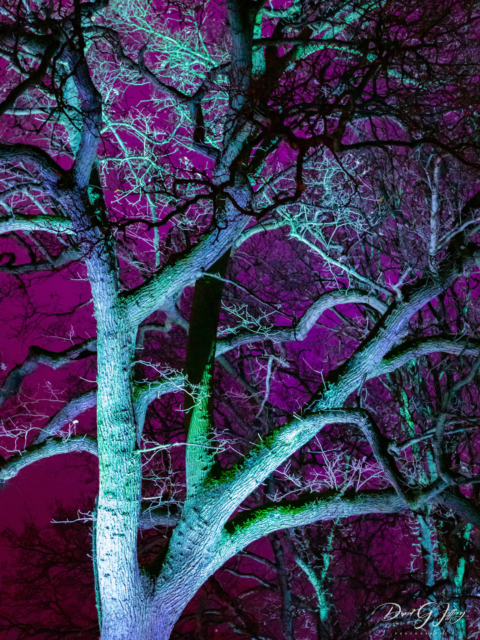 Tree in Purple
