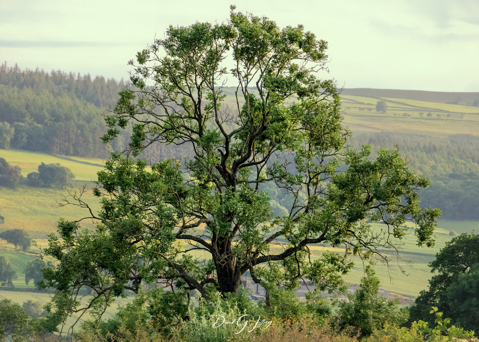 Tree near Hargill House, Yorkshire.