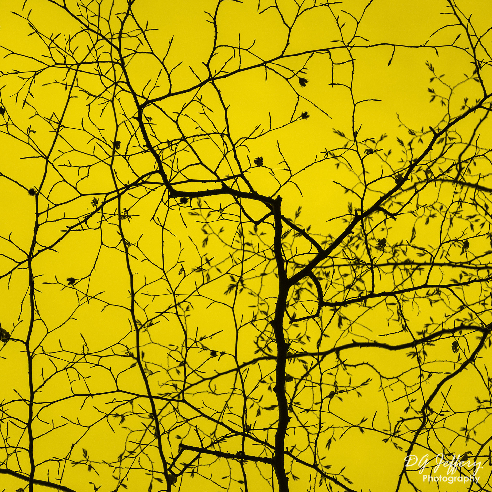 Epping Forest Tree Canopy in Yellow