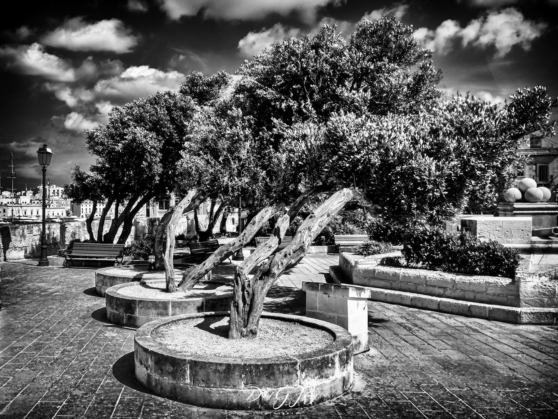 Wind sculpted trees, Senglea.