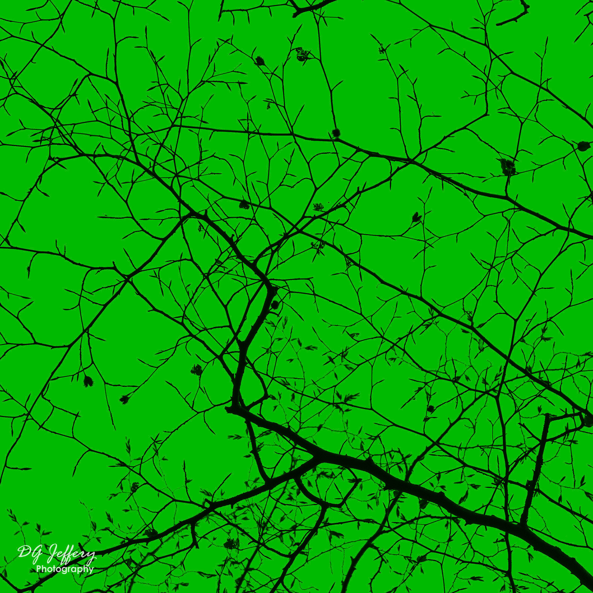Epping Forest Tree Canopy in Green