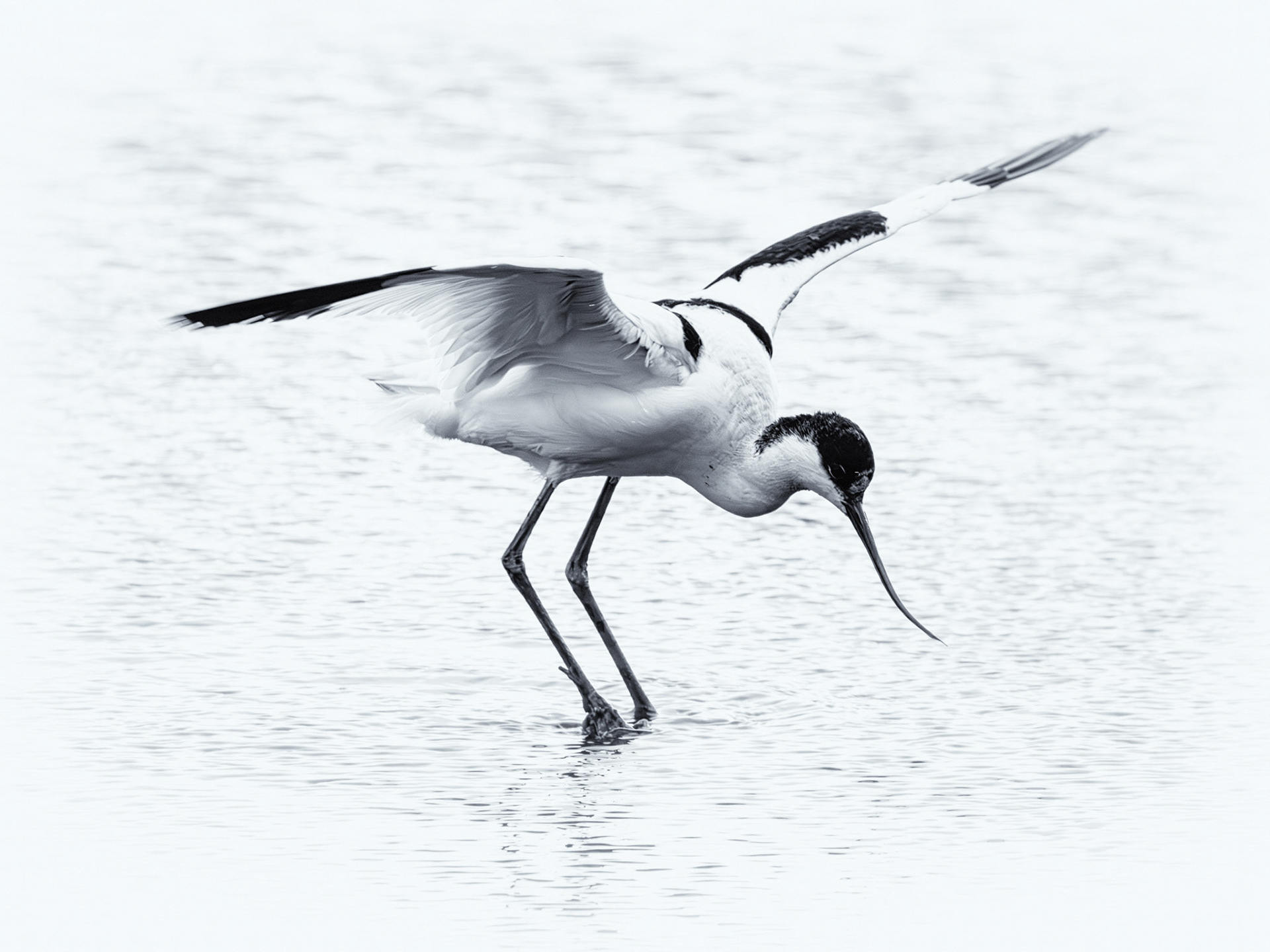 Avocet