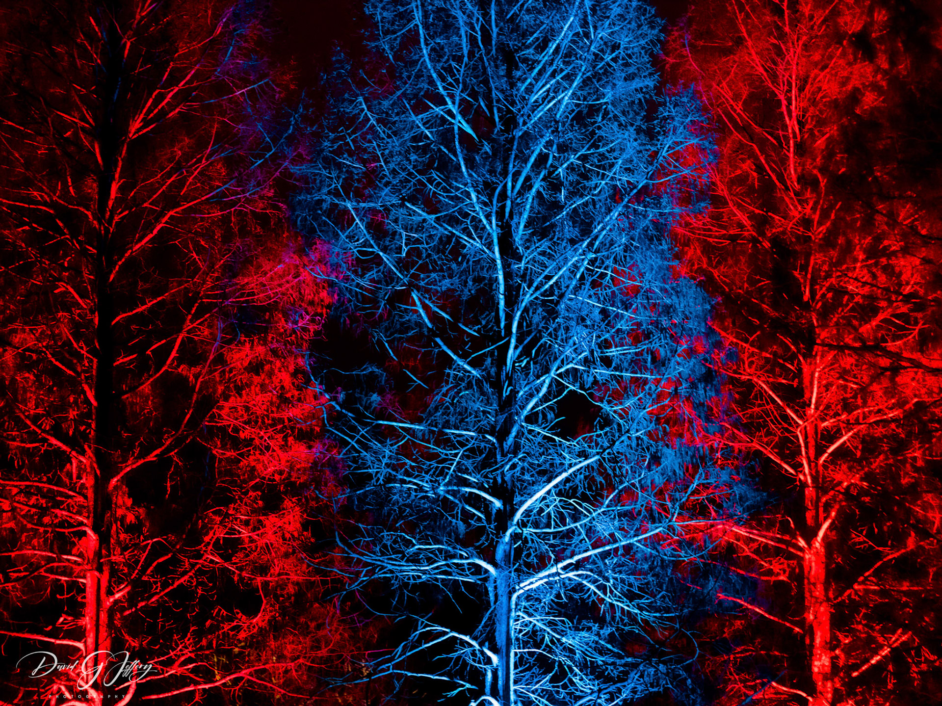 Trees in Blue & Red