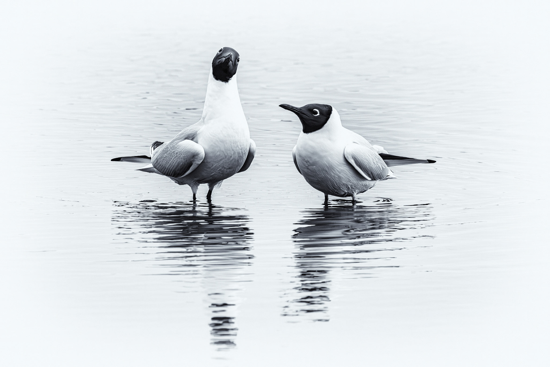 Black Headed Gulls