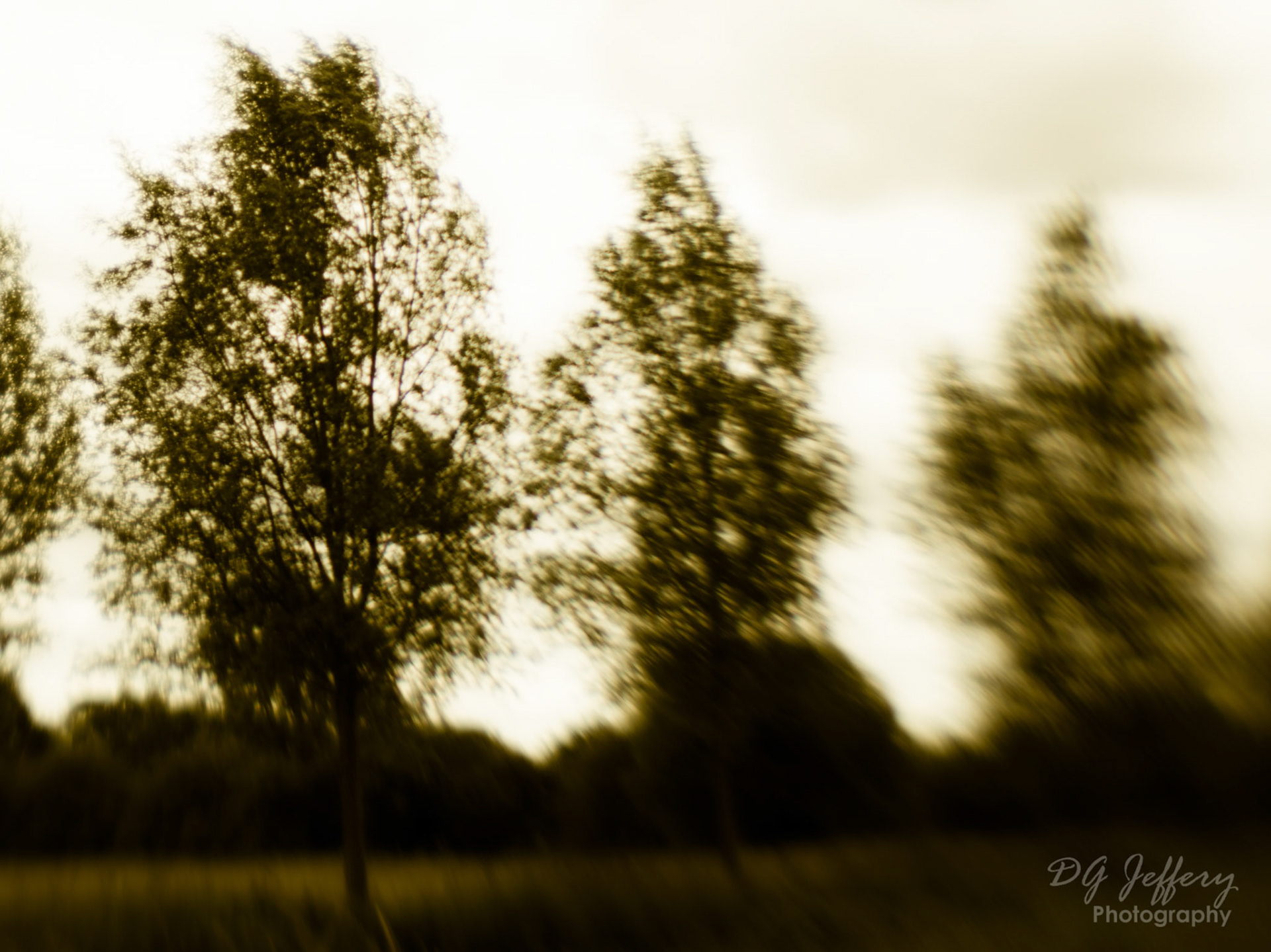 Trees