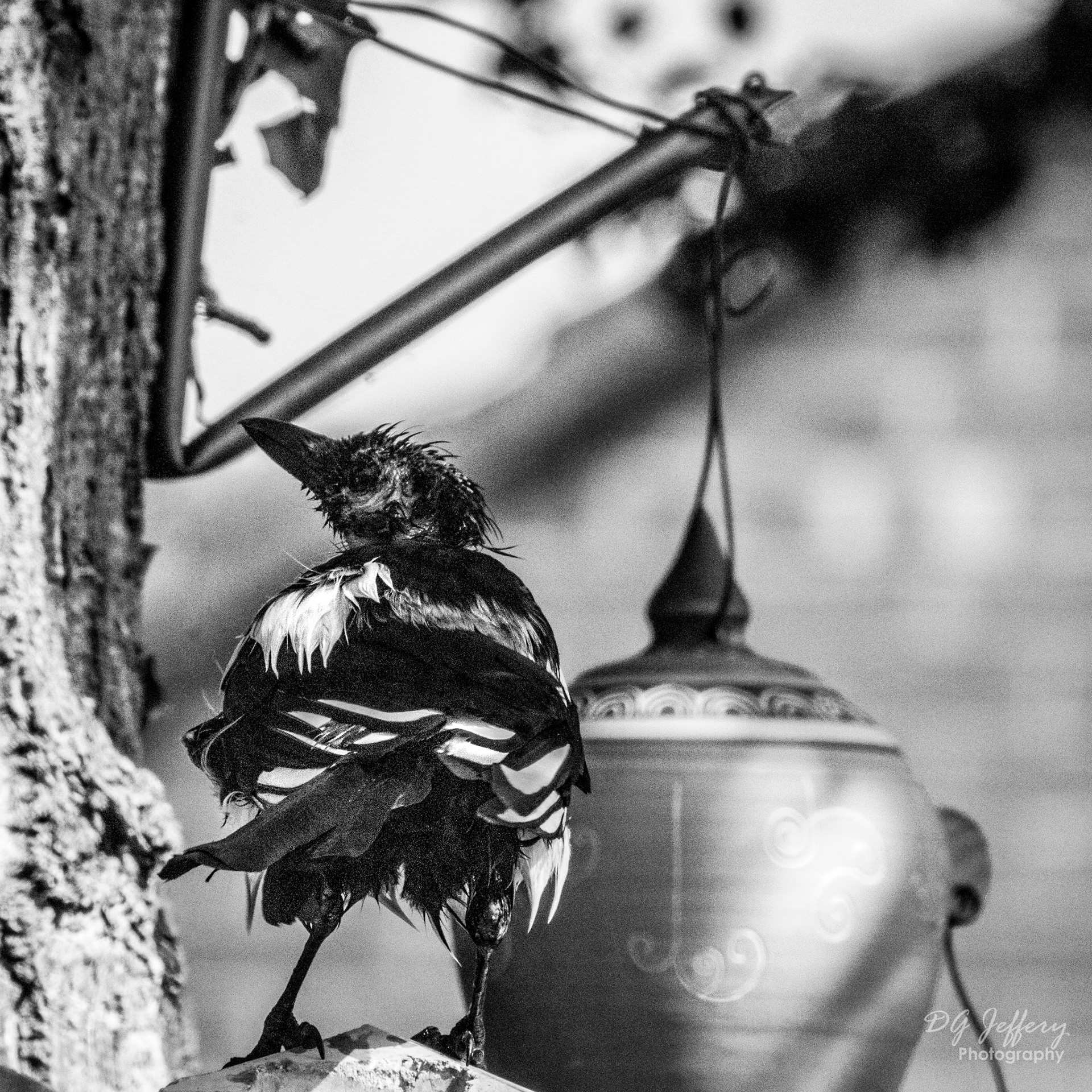 Bedraggled Magpie