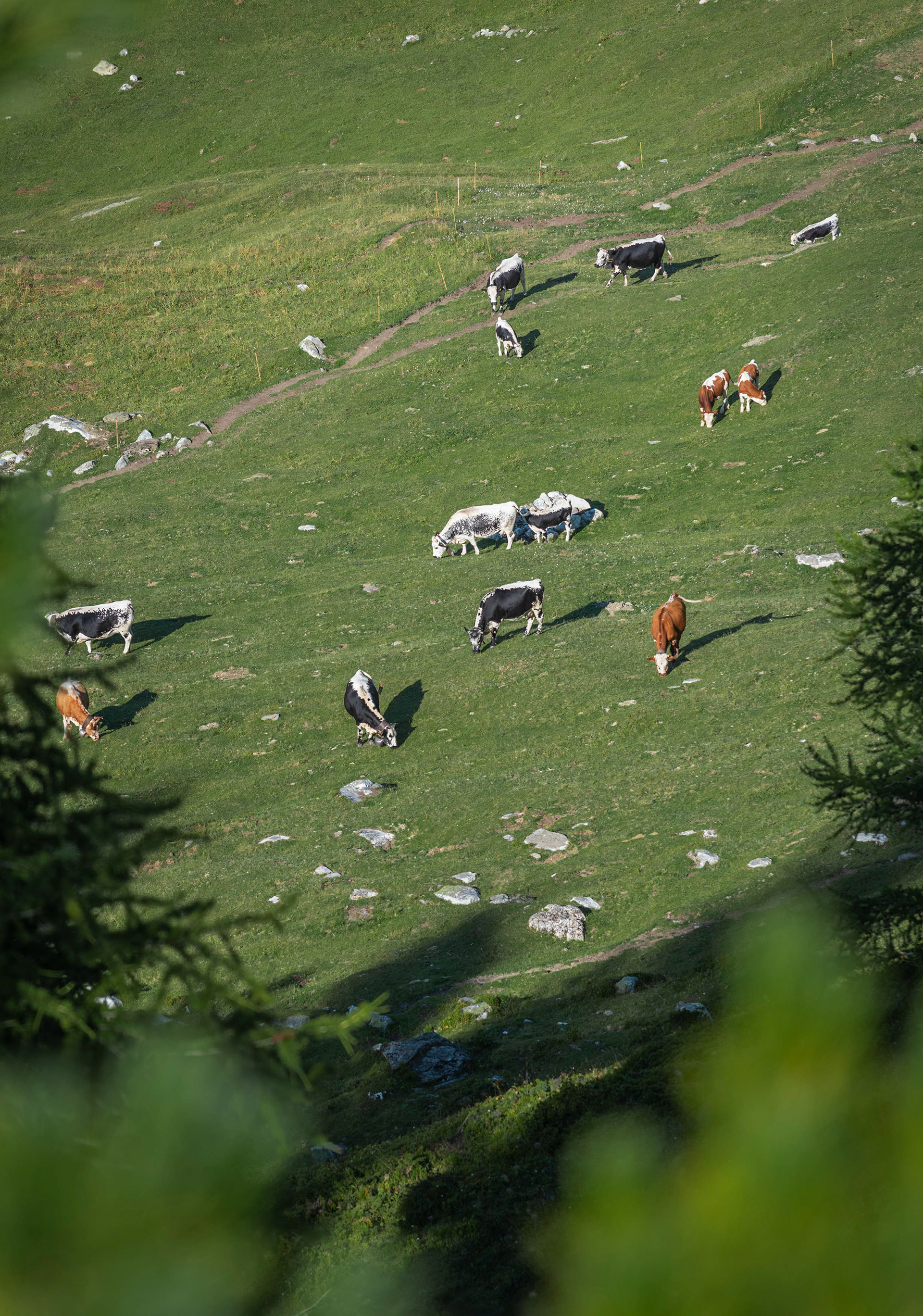 prairie, petit coin de paradis (73, Savoie)