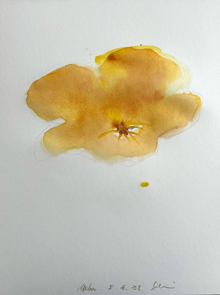 Gelber Mohn, 56x48cm, 2025