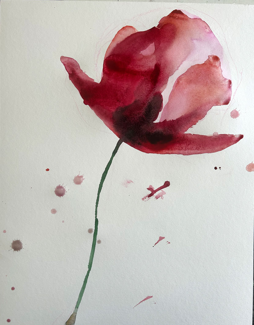 Mohn, Aquarell, 52x46cm, 2025