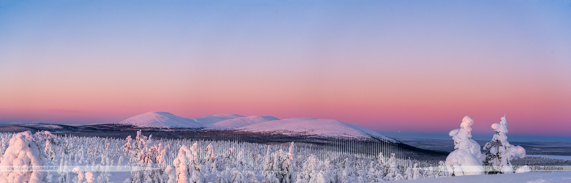 Pastel shades of a winter sunset illuminating the snow-covered fells and candle spruces in Lapland's Pallas-Yllästunturi.