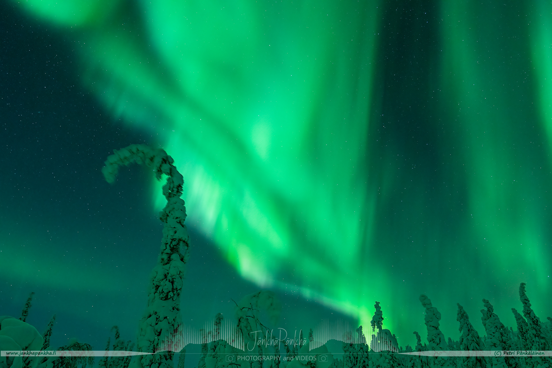 Aurora Borealis over the snowy fell of Lommoltunturi and candle spruce forest in Muonio, Finland. 