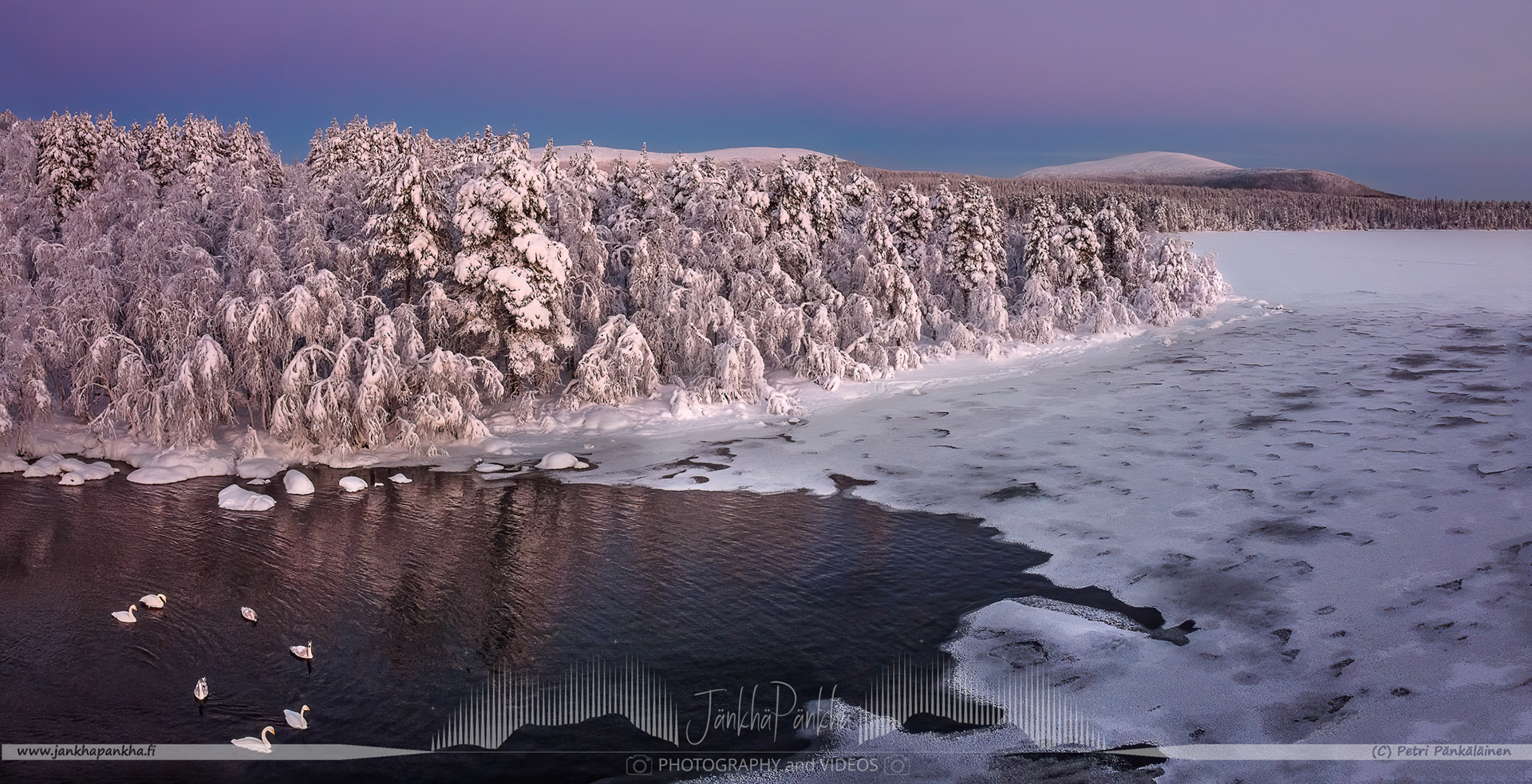 Pastel shades of a winter sunset illuminating the snow-covered fells and candle spruces in Lapland's Pallas-Yllästunturi.. A group of swans are swimming in the partially open lake in Kutuniva, Muonio.