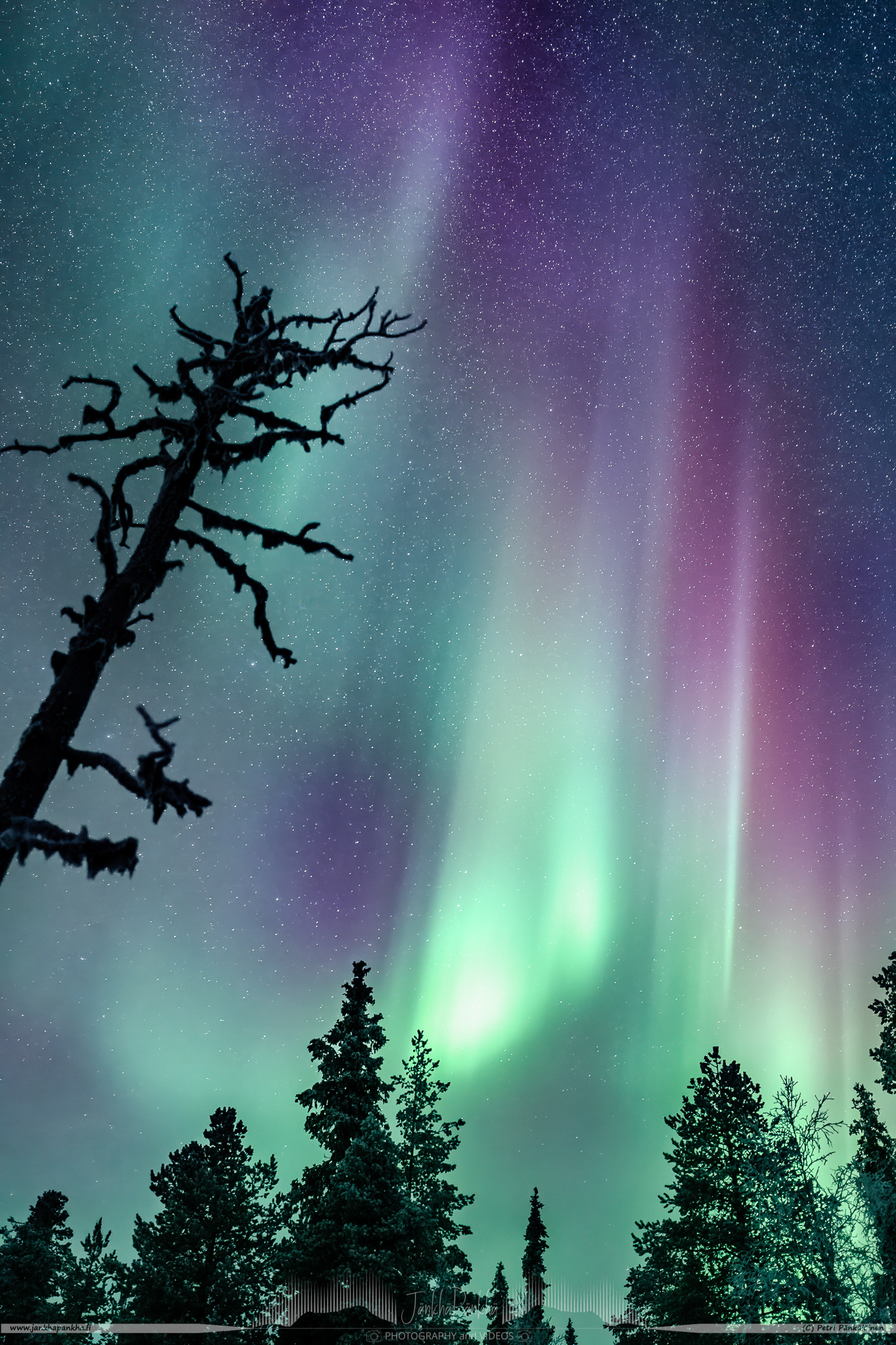 Purple northern lights and a dead pine tree in Ketomella, Finland. This was yet another night when the northern lights were not supposed to appear. But luckily we found a spot with clear skies for an hour to witness beautiful colors.