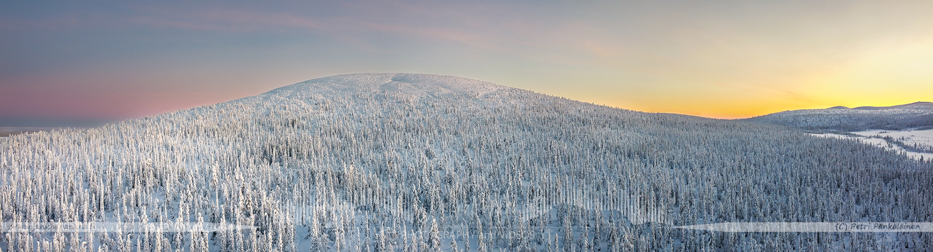 Pastel shades of a winter sunset illuminating the snow-covered fell of Lommoltunturi and candle spruces in Lapland's Pallas-Yllästunturi.