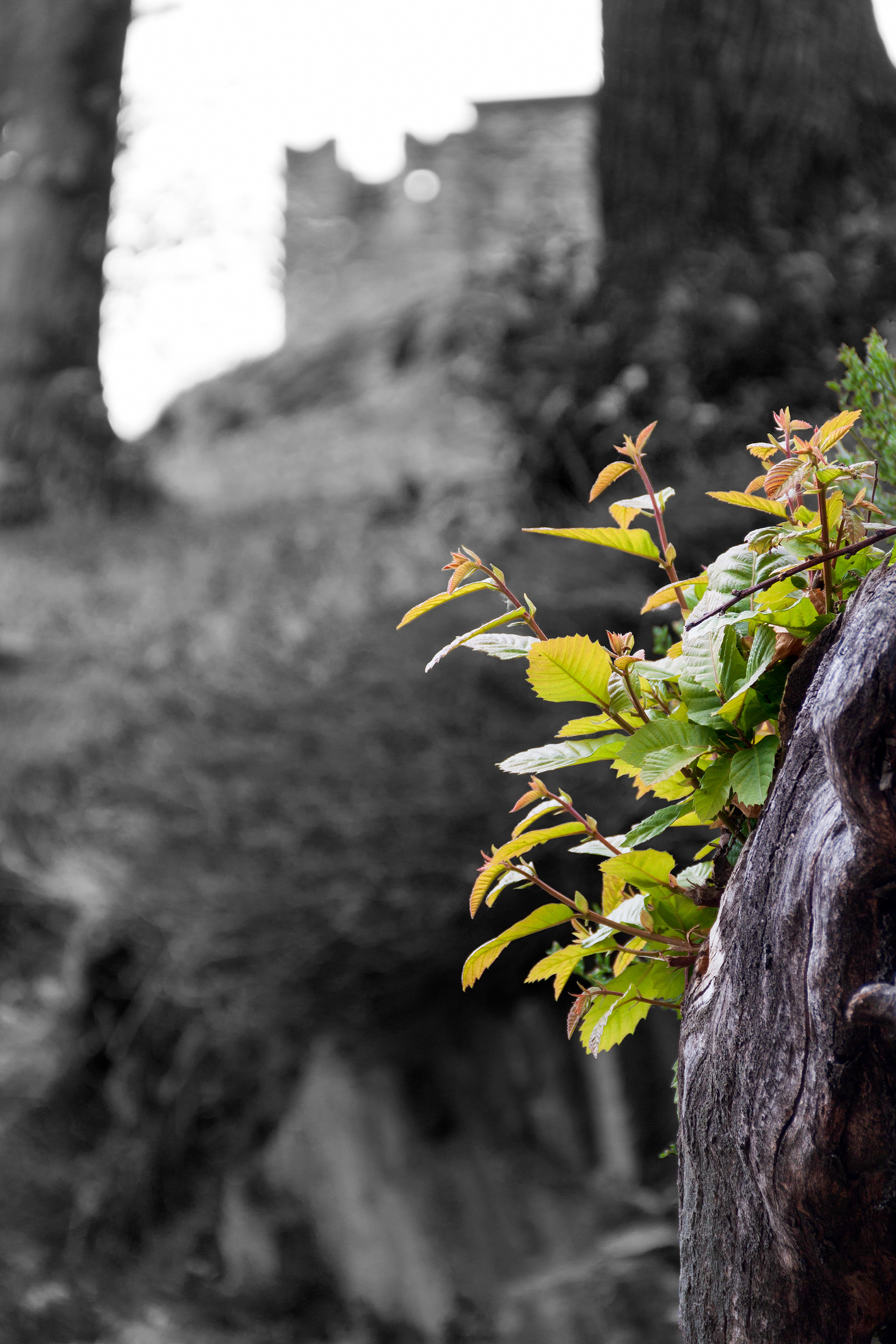 30 - Castello Sasso Corbaro - Bellinzona