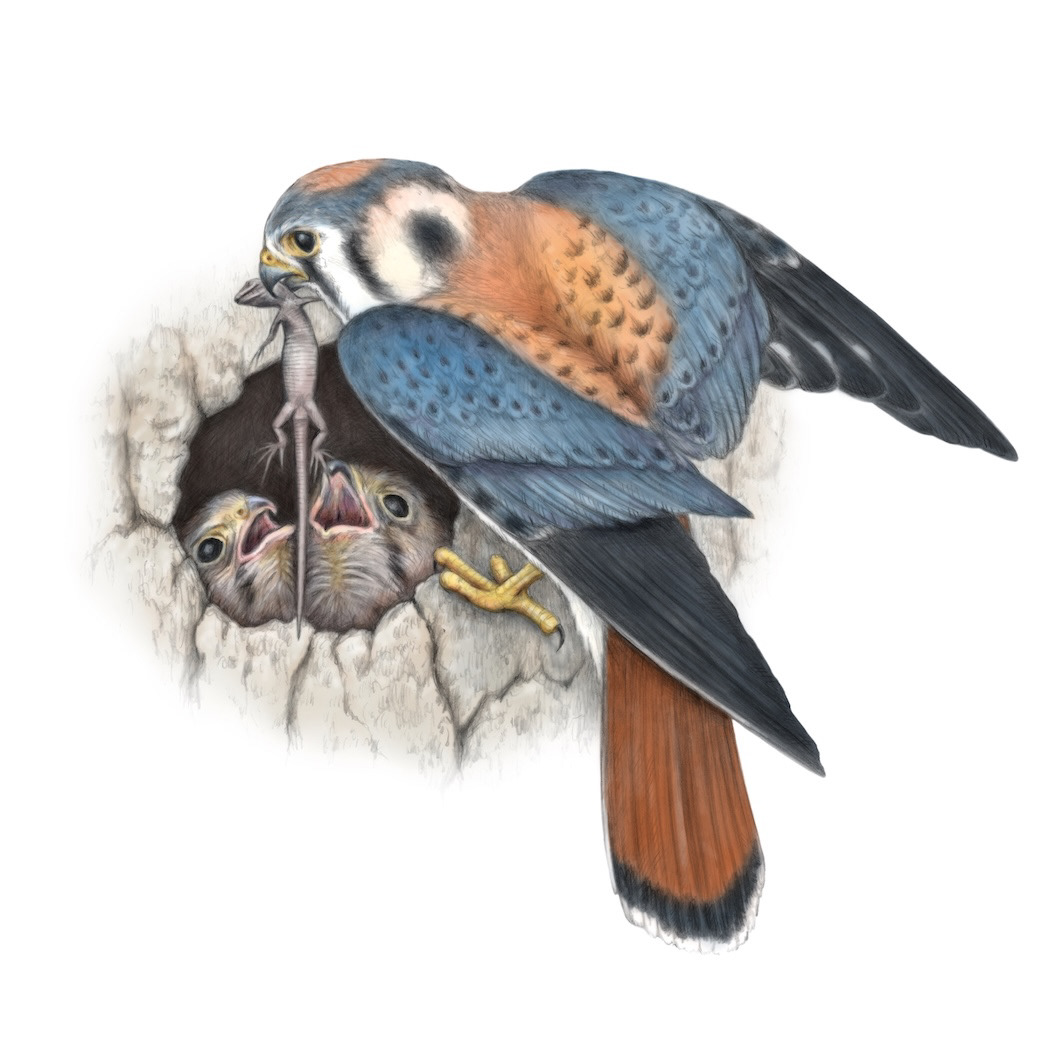 American kestrel, full color