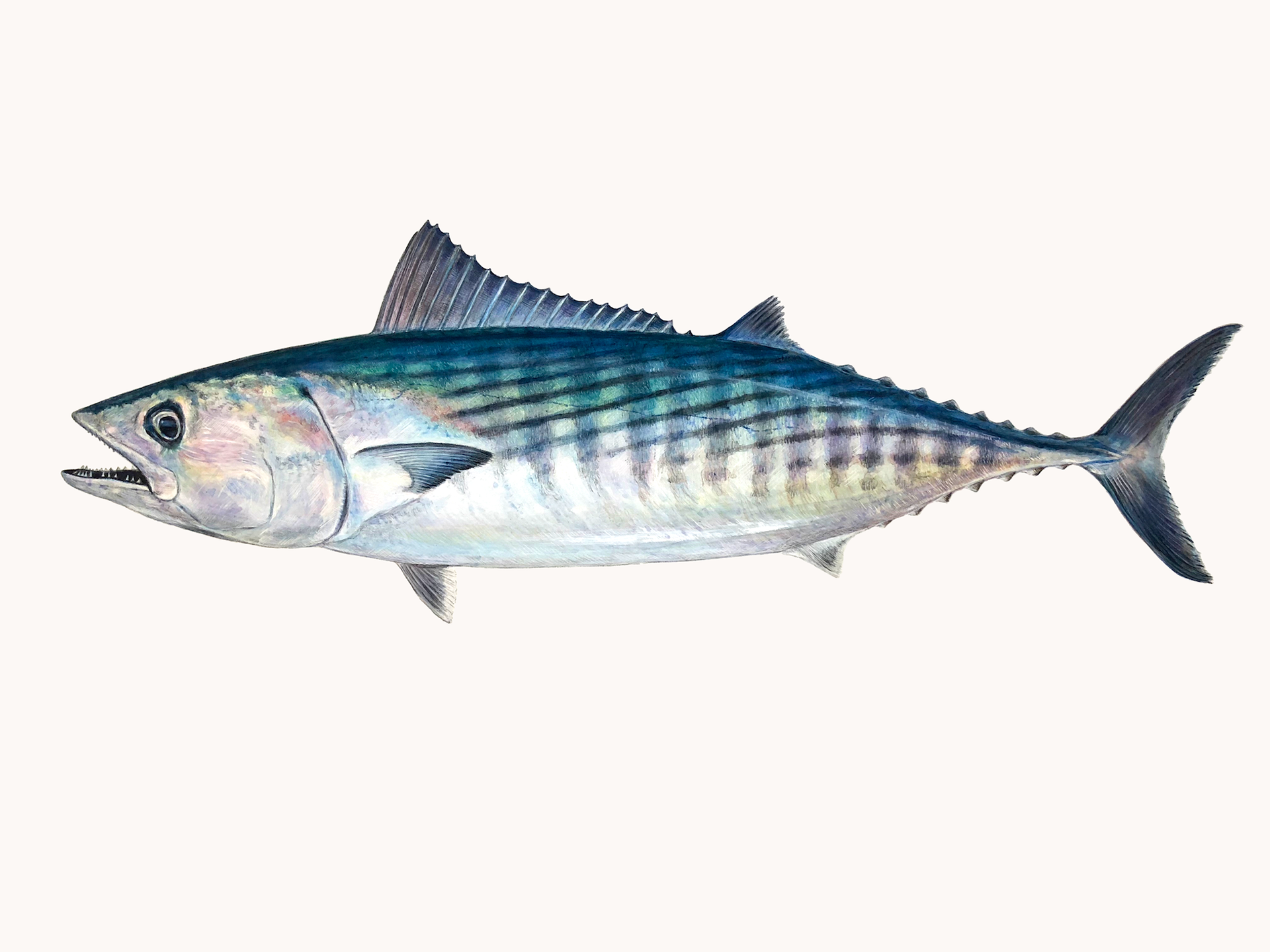 Scientific illustration painting of a Pacific bonito fish