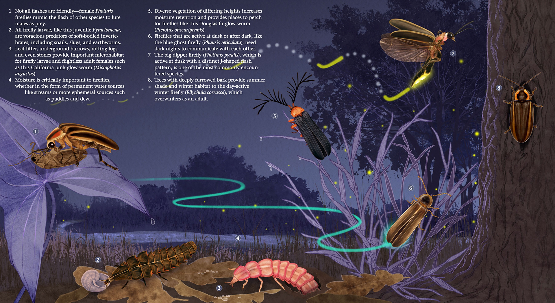 Firefly conservation brochure for Xerces Society