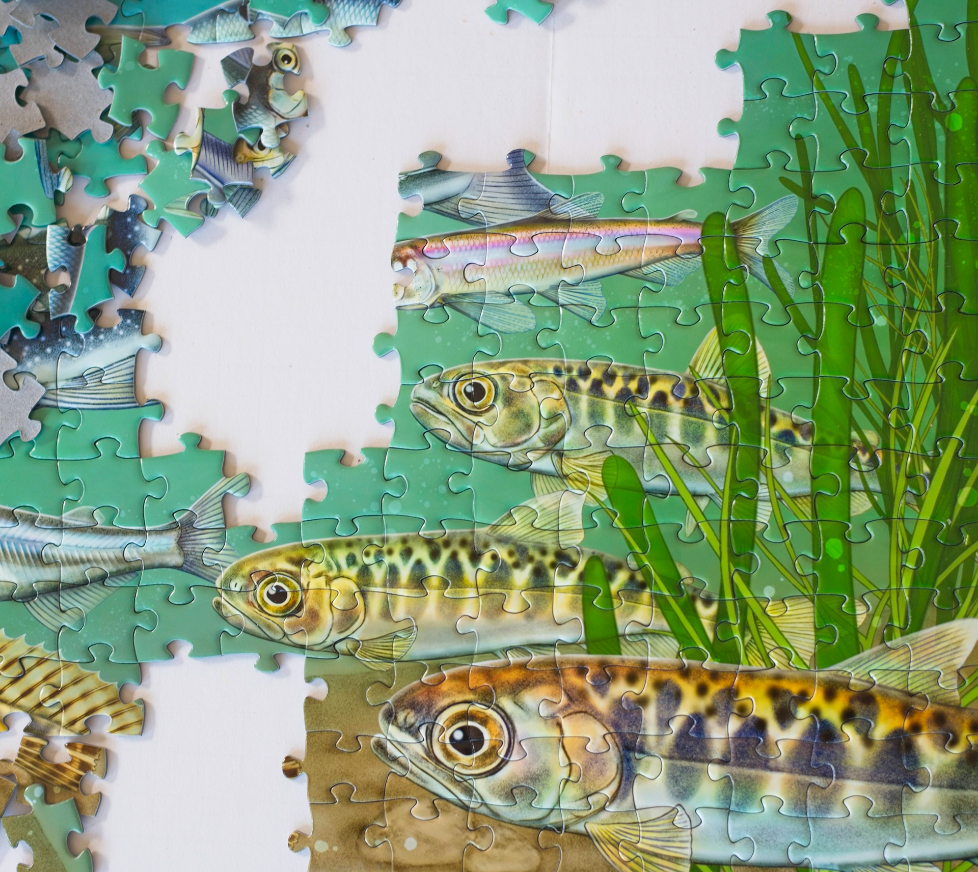 puzzle featuring juvenile chinook salmon 