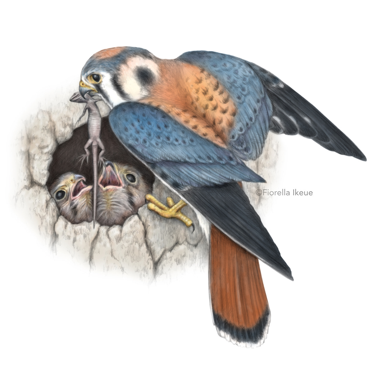 Illustration of an American kestrel male feeding his chicks a dead lizard