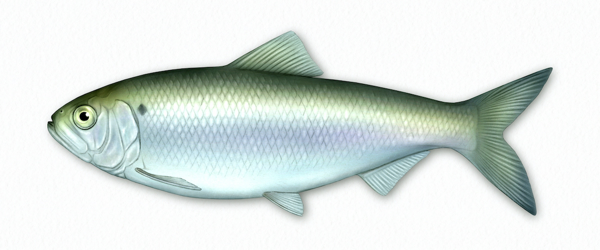 Alewife illustration for National Geographic Magazine