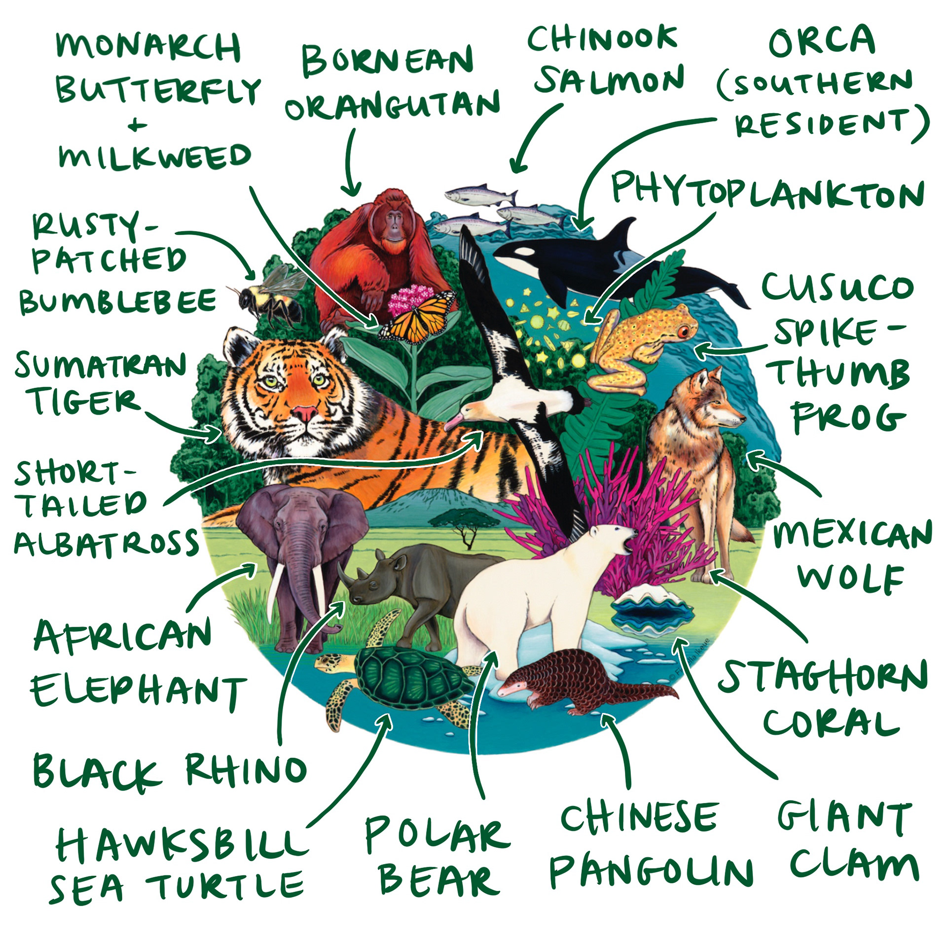 Endangered species and habitats in a collaboration with Stevie from Yay for Earth, a t-shirt decal for Earth Day 2020