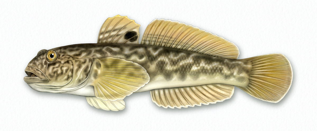 Round goby illustration for National Geographic Magazine