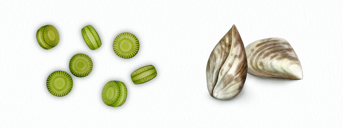 Cyclotella and quagga mussels illustrations for National Geographic Magazine