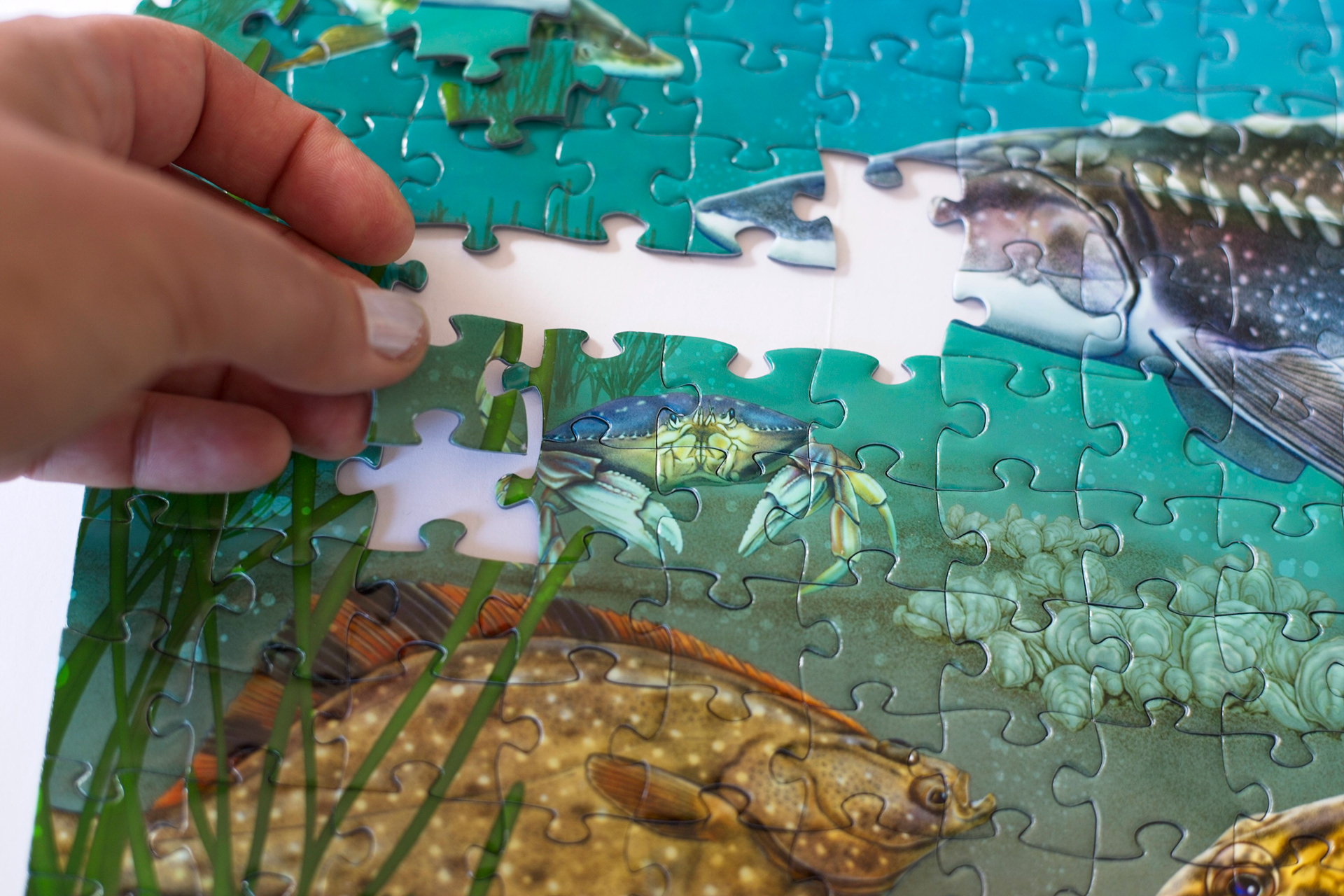 puzzle featuring underwater species of San Francisco Bay