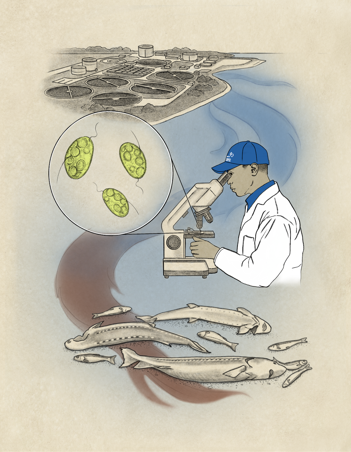 Harmful algae bloom with a scientist looking through a microscope