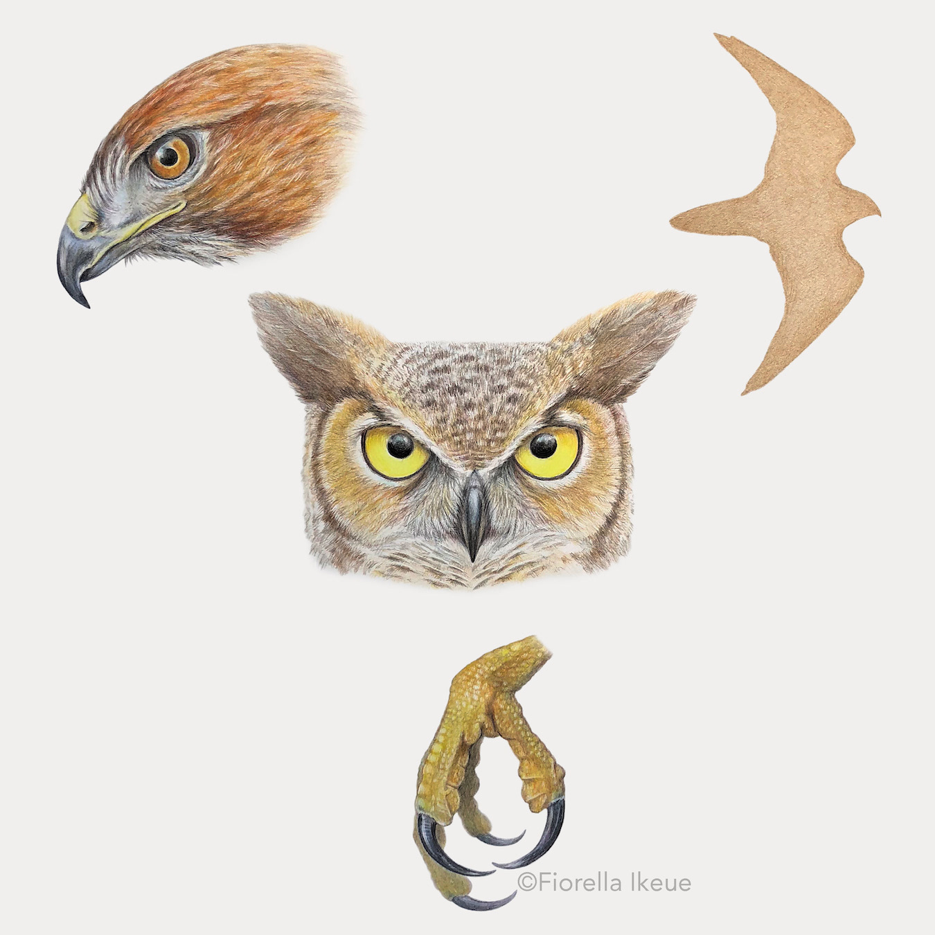 Features of a raptor including a hooked beak, characteristic silhouette, talons and good eyesight and sense of hearing