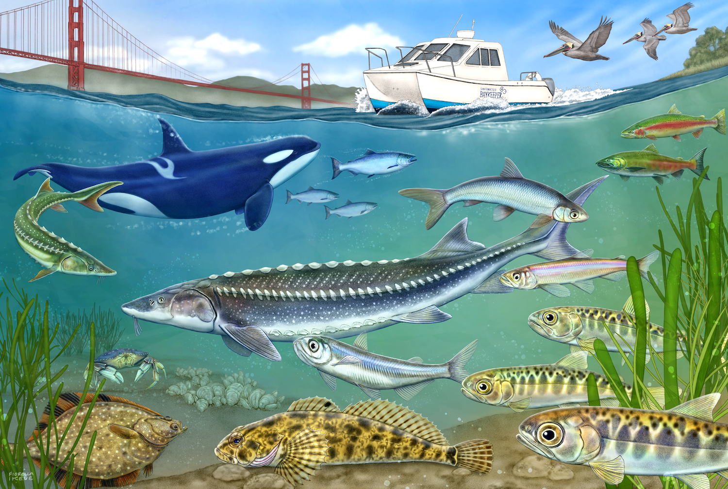 An underwater ocean scene of the San Francisco Bay featuring the Baykeeper boat in action, working to protect the Bay