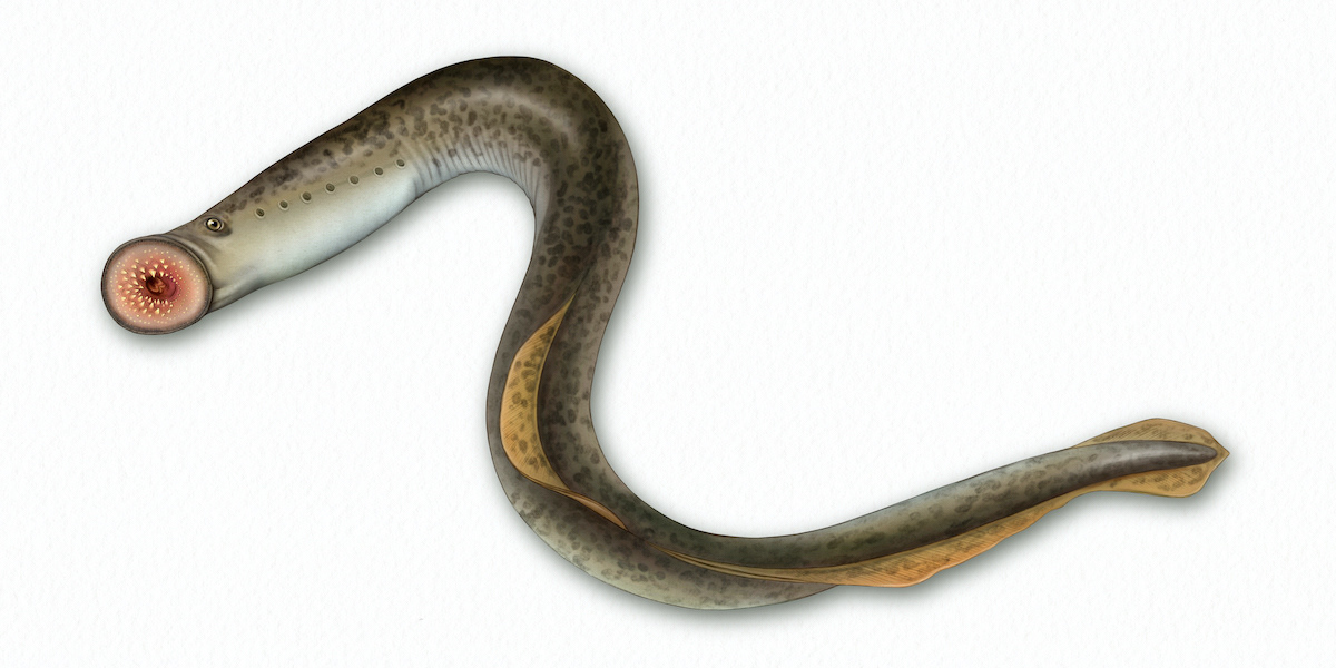 Sea lamprey illustration for National Geographic Magazine