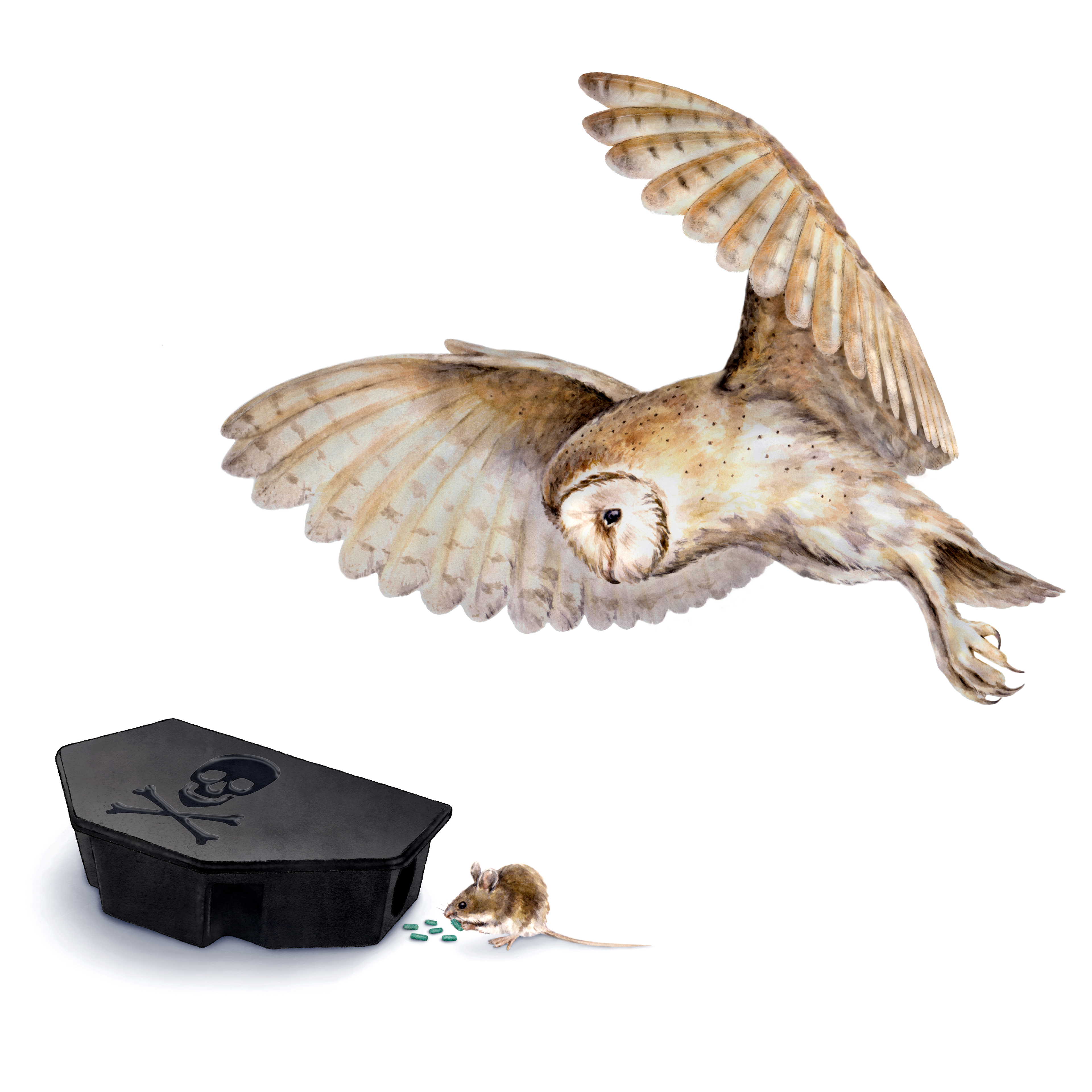 Barn owl; rodenticide poisoning