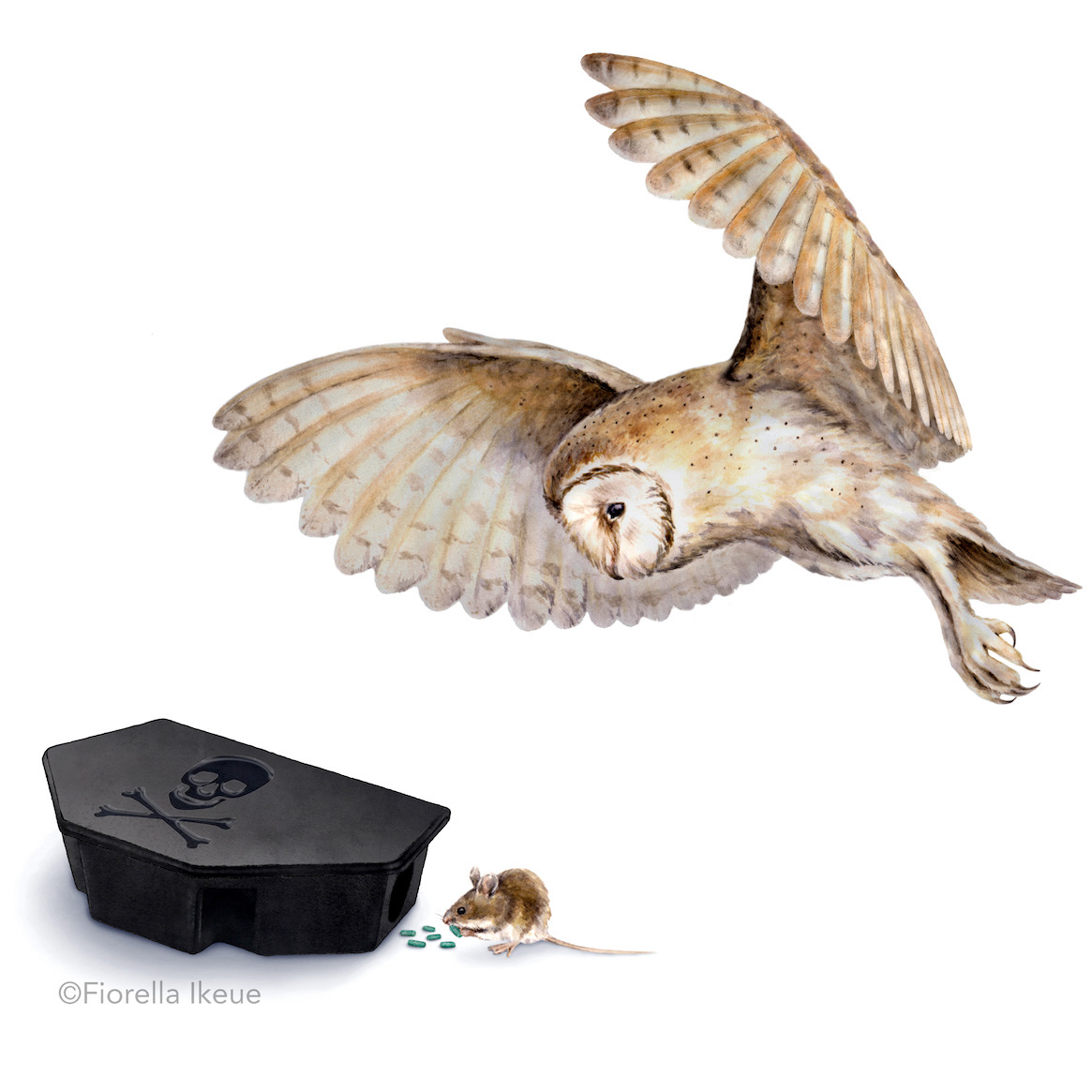Illustration of a barn owl hunting a mouse that has ingested toxic rodenticide