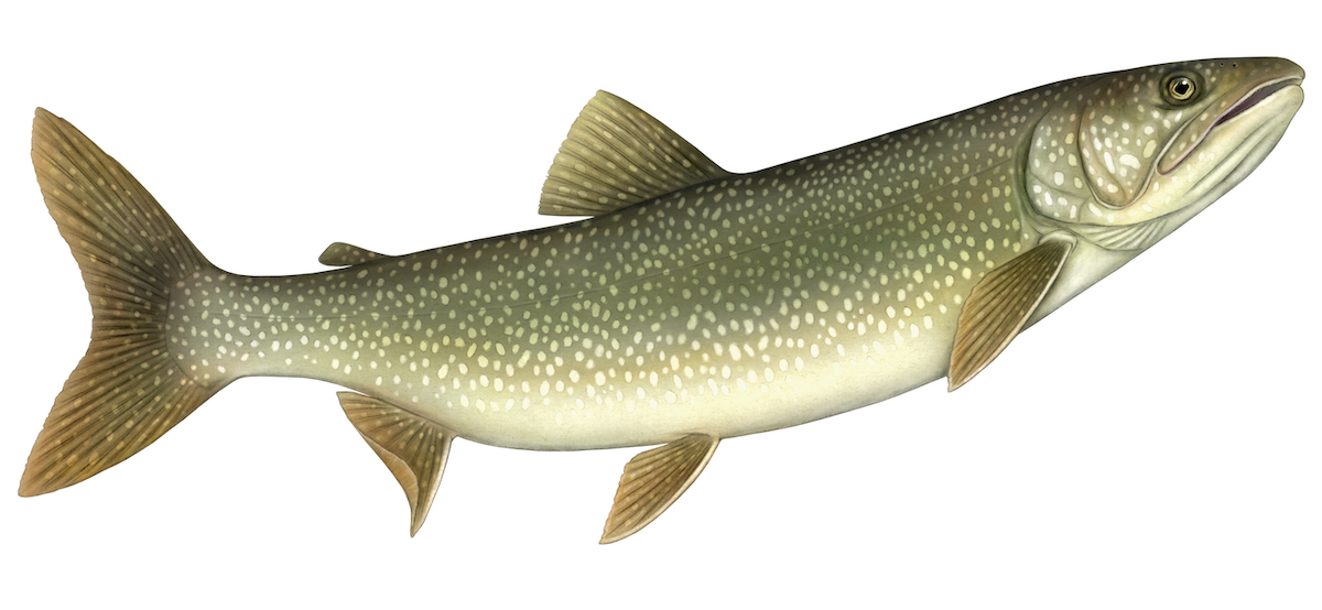lake trout
