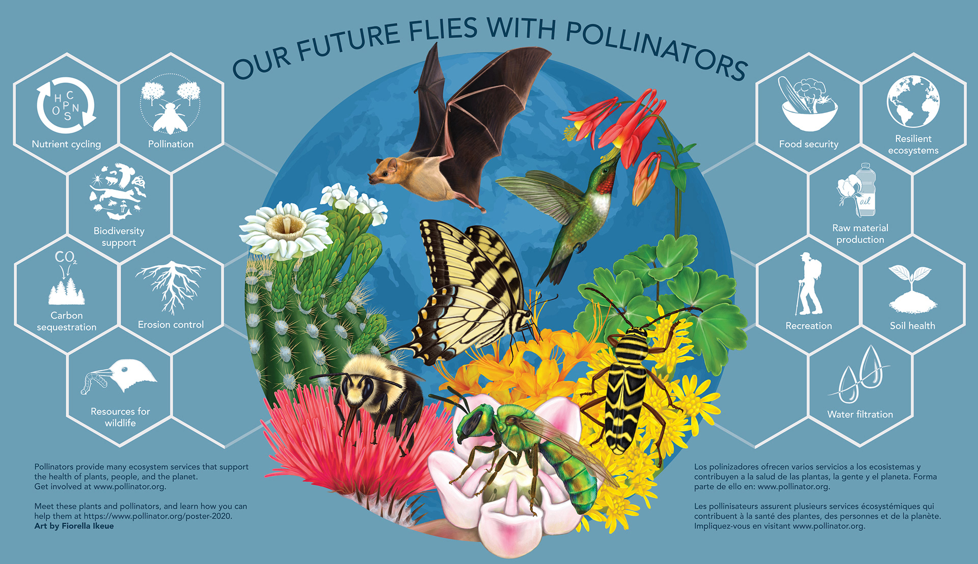 Science illustrations of flowers, plants, bat, hummingbird, bee, bumblebee, beetle and the ecosystem services pollinators provide