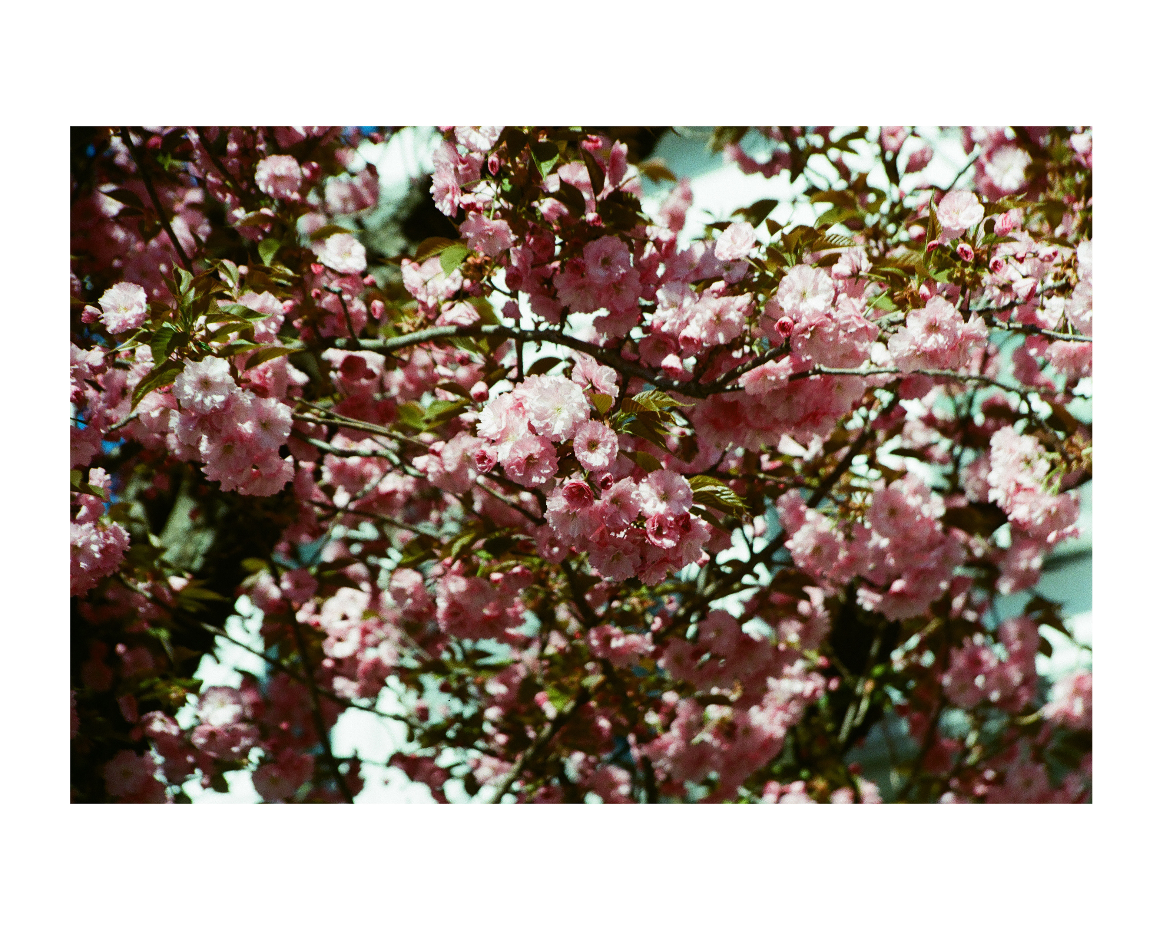 In Bloom - Poughkeepsie, NY - Spring 2024 - Pentax K1000 - Vivitar 28-105mm - Fujifilm Fujicolor Superia X-TRA 400