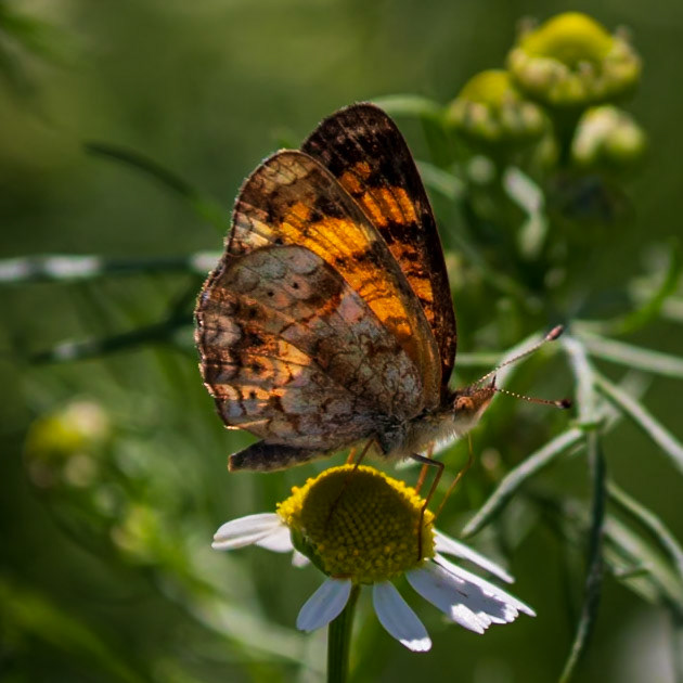 Silvery Checkerspot | Chlosyne nycteis | 20220512