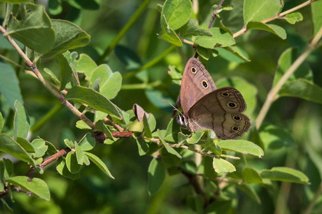 Little Wood-Satyr | Megisto cymela* (includes viola) | 20230602