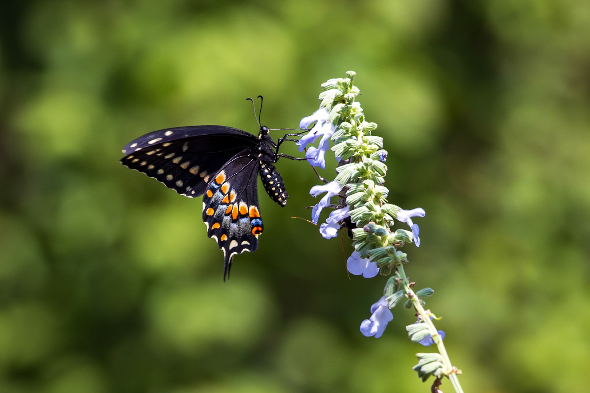 Black Swallowtail | Papilio polyxenes | 20240829