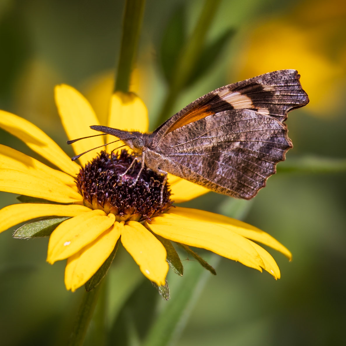 American Snout | Libytheana carinenta | 20230810